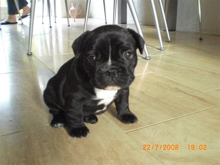 Fransk bulldog Eya billede 8