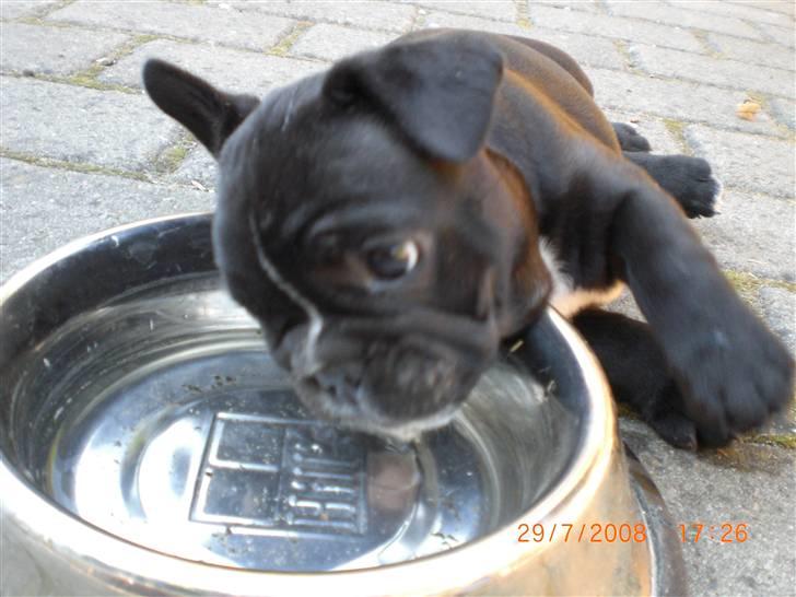 Fransk bulldog Eya billede 9