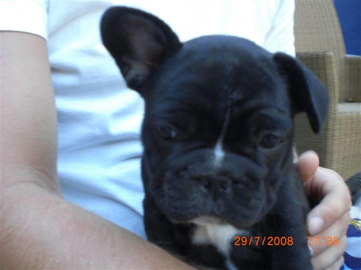 Fransk bulldog Eya billede 10