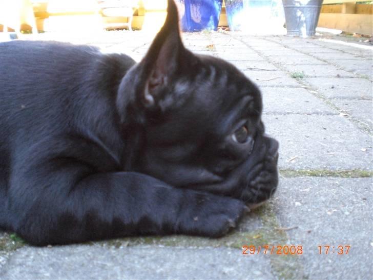 Fransk bulldog Eya billede 11