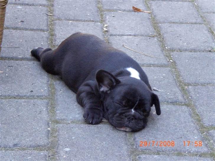 Fransk bulldog Eya billede 12