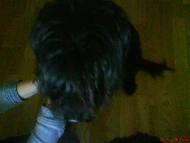 Blanding af racer Silly Sally - "WELCOME"<333 billede 1