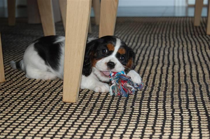 Cavalier king charles spaniel Chanel billede 1