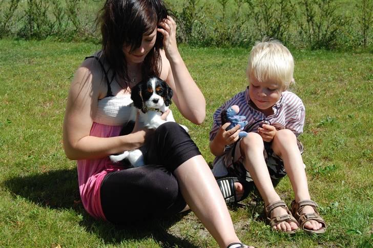 Cavalier king charles spaniel Chanel billede 2