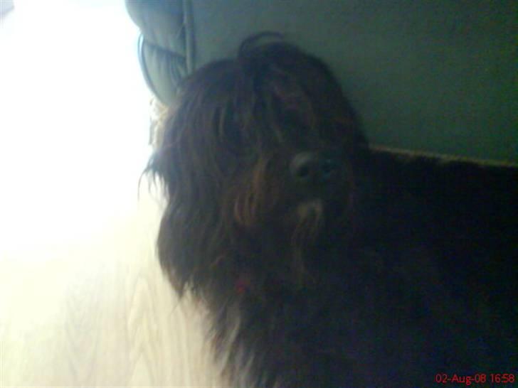 Blanding af racer Silly Sally billede 4