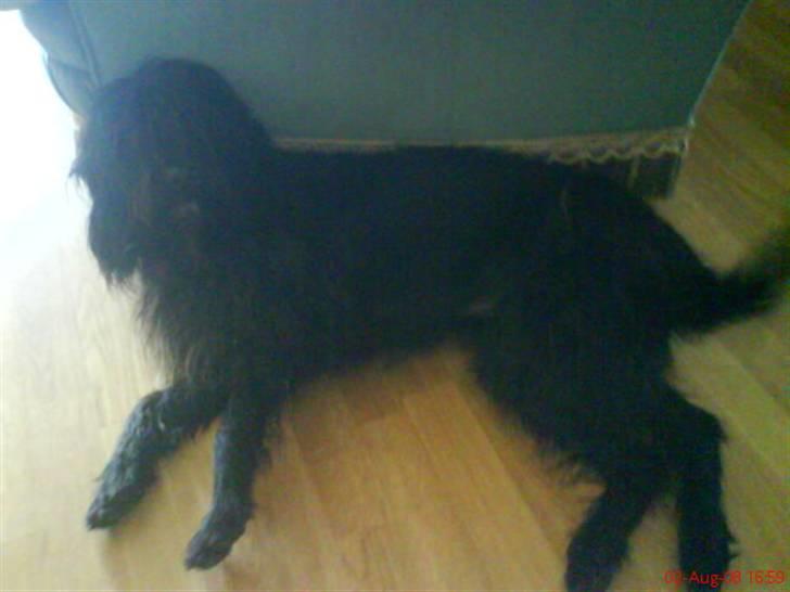 Blanding af racer Silly Sally - slappe af og posere er det bedste billede 5