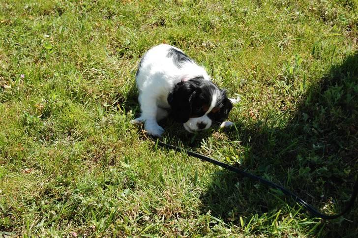Cavalier king charles spaniel Chanel billede 3
