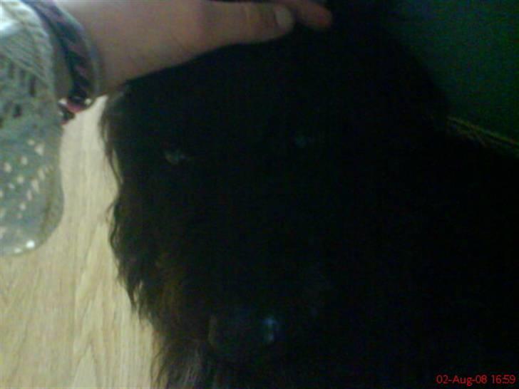 Blanding af racer Silly Sally billede 6