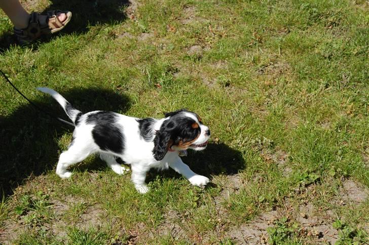 Cavalier king charles spaniel Chanel billede 4