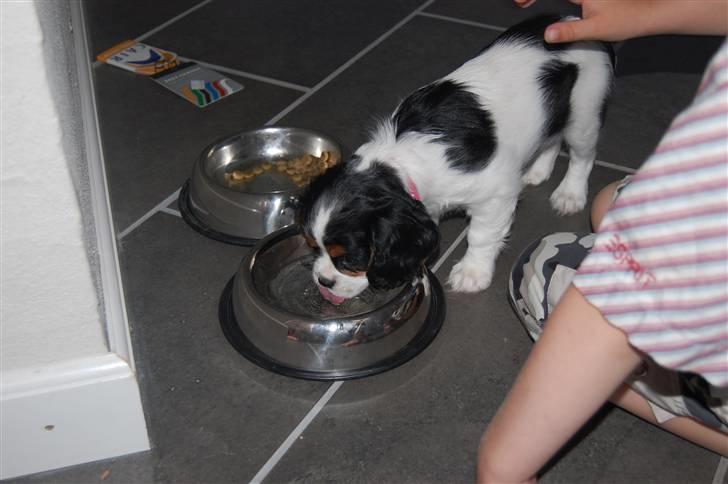 Cavalier king charles spaniel Chanel billede 5