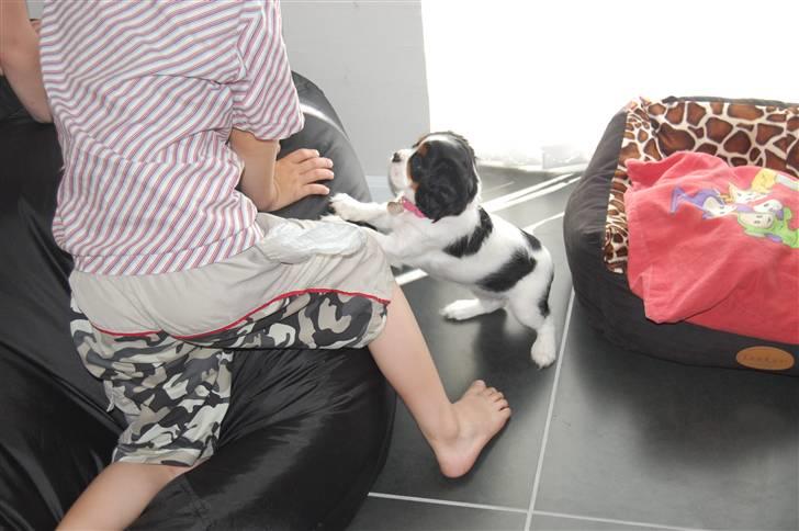 Cavalier king charles spaniel Chanel billede 6