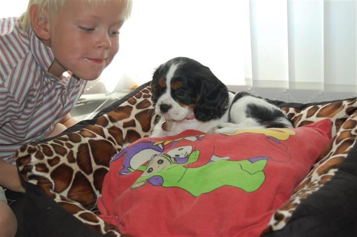 Cavalier king charles spaniel Chanel billede 7