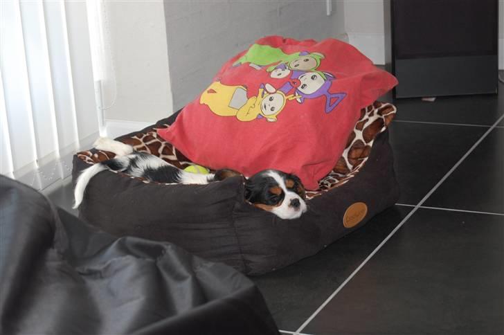 Cavalier king charles spaniel Chanel billede 8