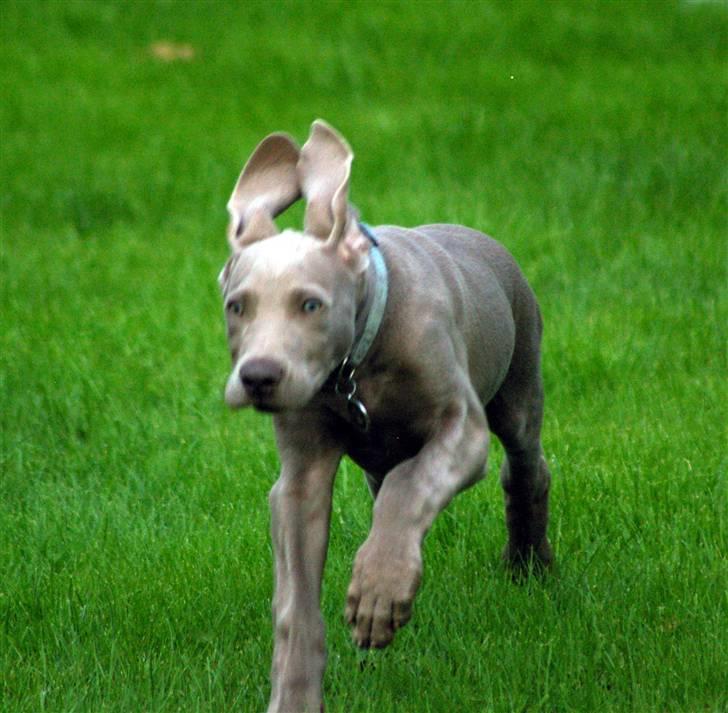 Weimaraner Aica Silver Hunters Aslan billede 4