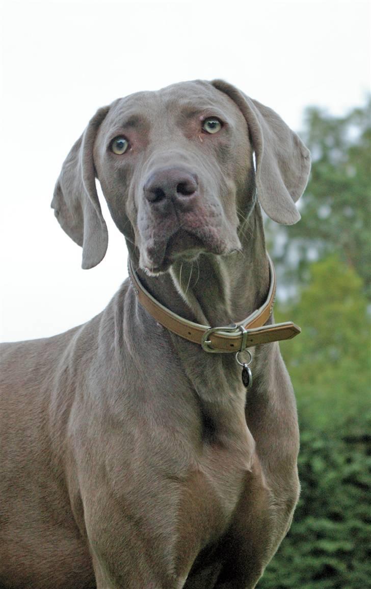 Weimaraner Aica Silver Hunters Aslan billede 5