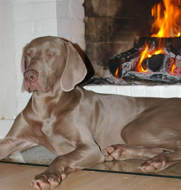 Weimaraner Aica Silver Hunters Aslan billede 6