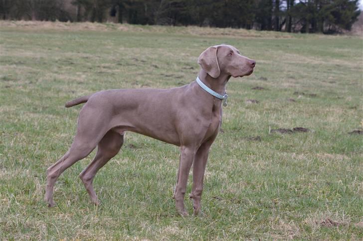 Weimaraner Aica Silver Hunters Aslan billede 7