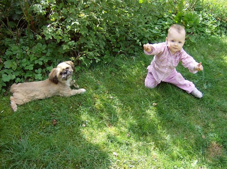 Blanding af racer Luna - Luna sammen med min niece Lana billede 7