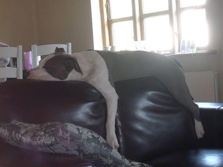 Amerikansk staffordshire terrier Akeela - Simpelthen Sååå Træt..  billede 15