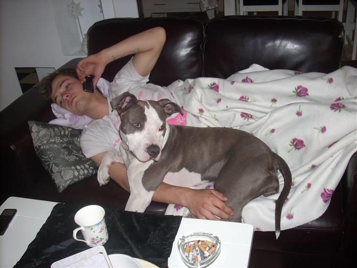 Amerikansk staffordshire terrier Akeela - Putter med Far.. billede 16