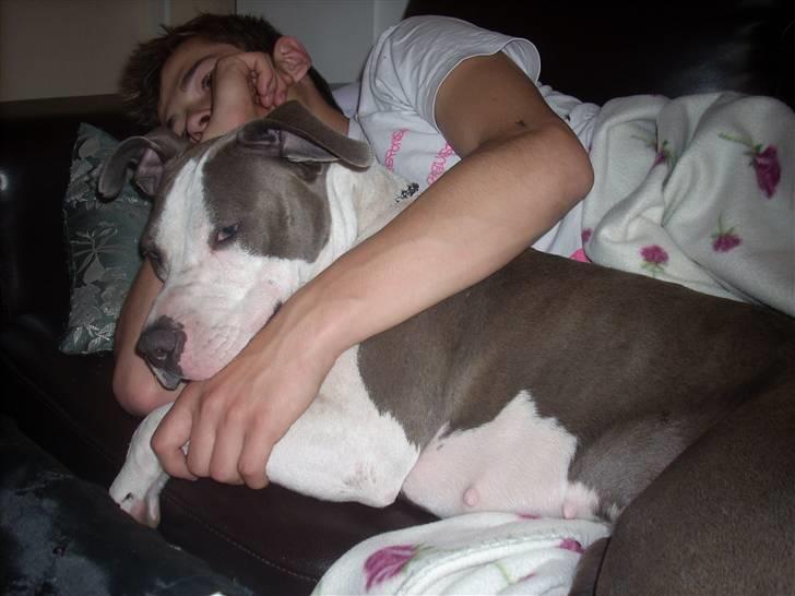 Amerikansk staffordshire terrier Akeela - Igen.. =) billede 17