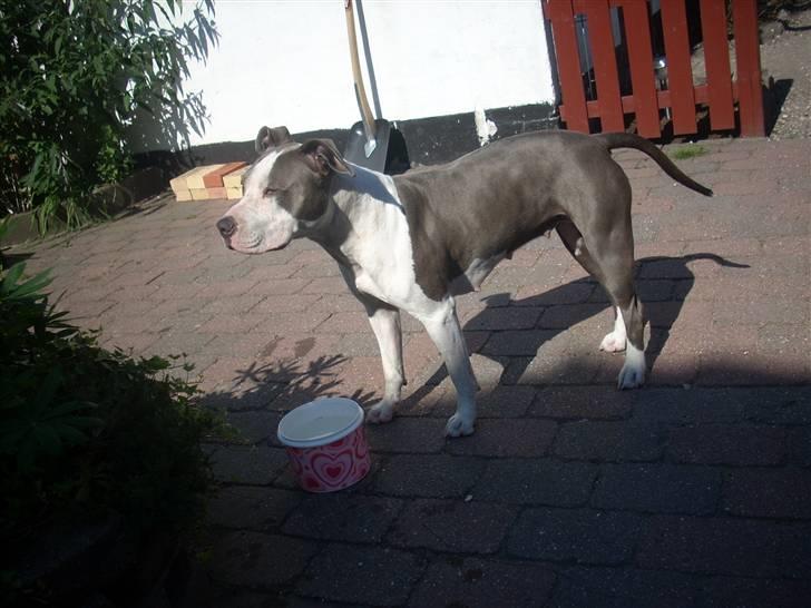 Amerikansk staffordshire terrier Akeela - Dejligt Vejr.. =) billede 18