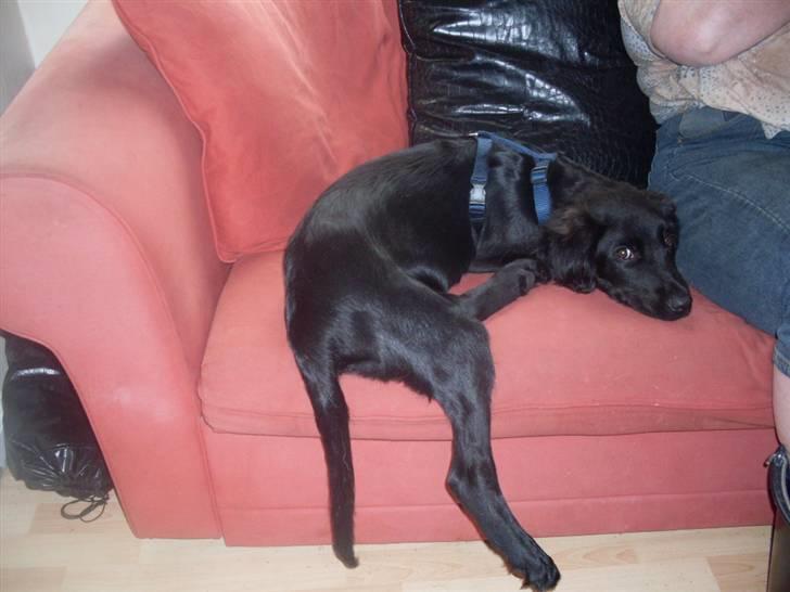 Blanding af racer Gustav billede 6