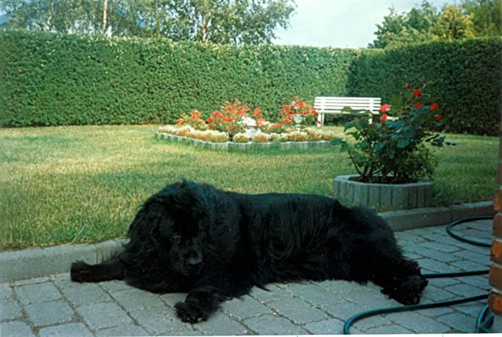 Newfoundlænder Blacksails Kasia - Kasia 3 år. billede 9