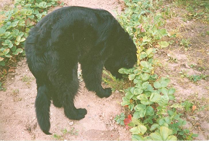 Newfoundlænder Blacksails Kasia - Jordbær tyven er på spil..... billede 11