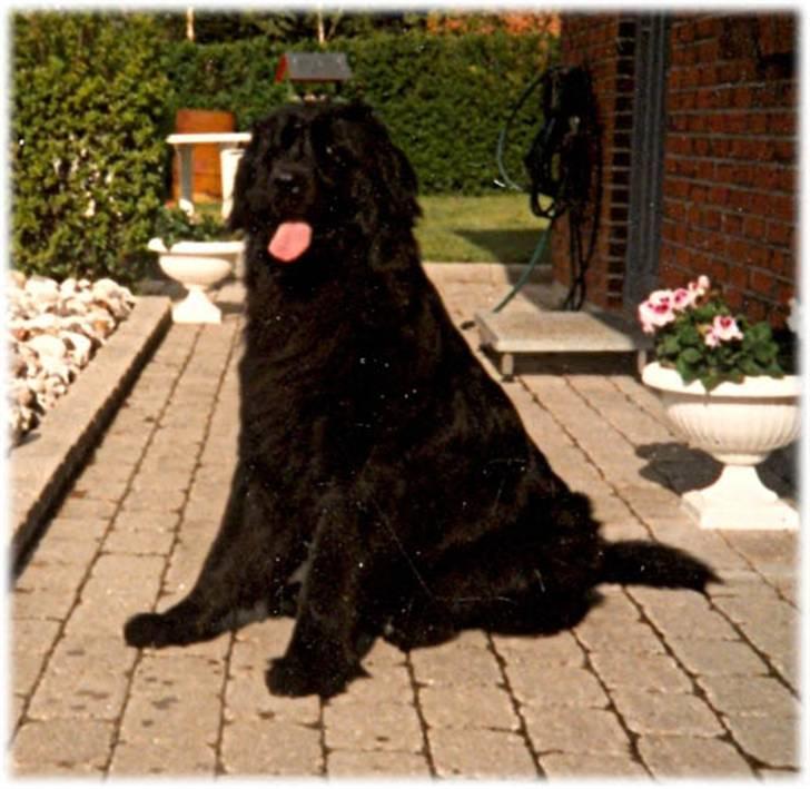 Newfoundlænder Blacksails Kasia - Kasia 2 år billede 12