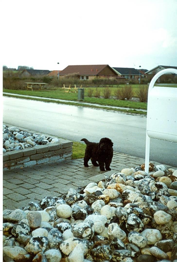 Newfoundlænder Blacksails Kasia - På vej ud i den store verden... billede 13