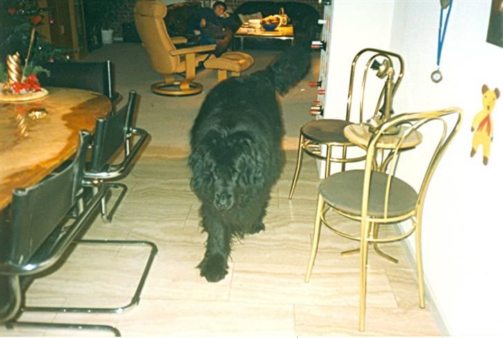 Newfoundlænder Blacksails Kasia - Lunter lige ud herfra... billede 15