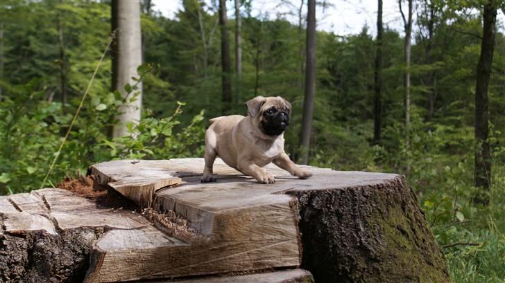 Mops Carla billede 12