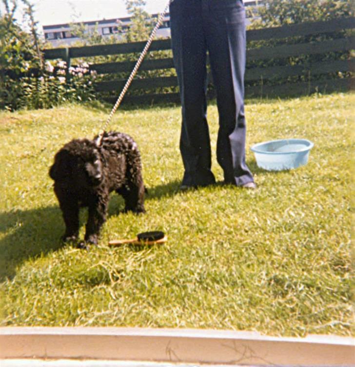 Newfoundlænder Nicki - Nyvasket lille uldtot. billede 6