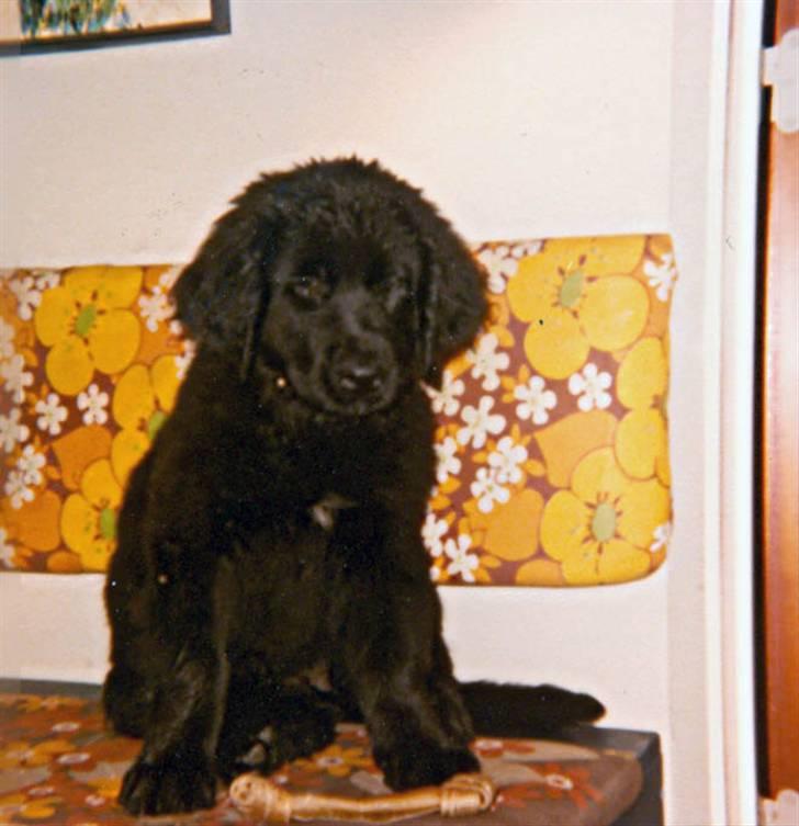 Newfoundlænder Nicki - Hmm hvorfor skal jeg sidde her..?!?!? billede 7