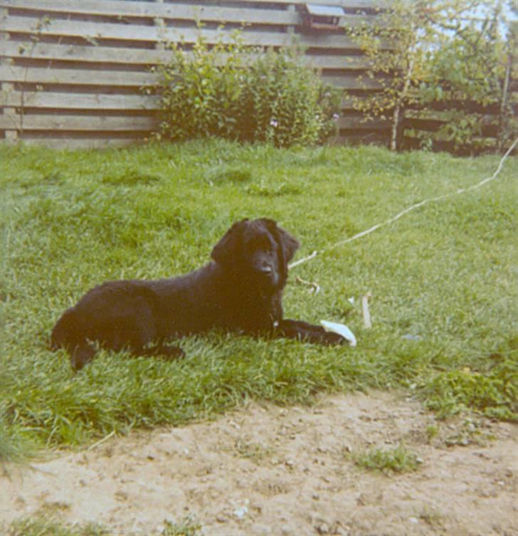 Newfoundlænder Nicki - Nicki 5 mdr gammel. billede 8