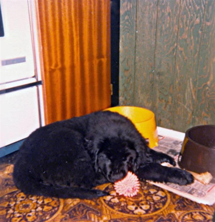 Newfoundlænder Nicki - Uhmm verdens bedste pivdyr.. billede 9