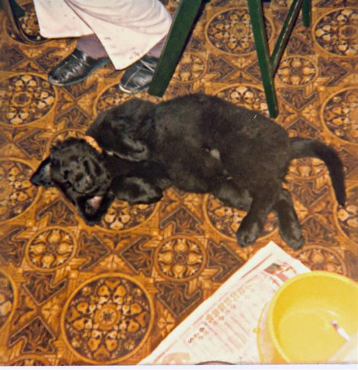 Newfoundlænder Nicki - Zzzzzzzzzzzzzzz billede 10