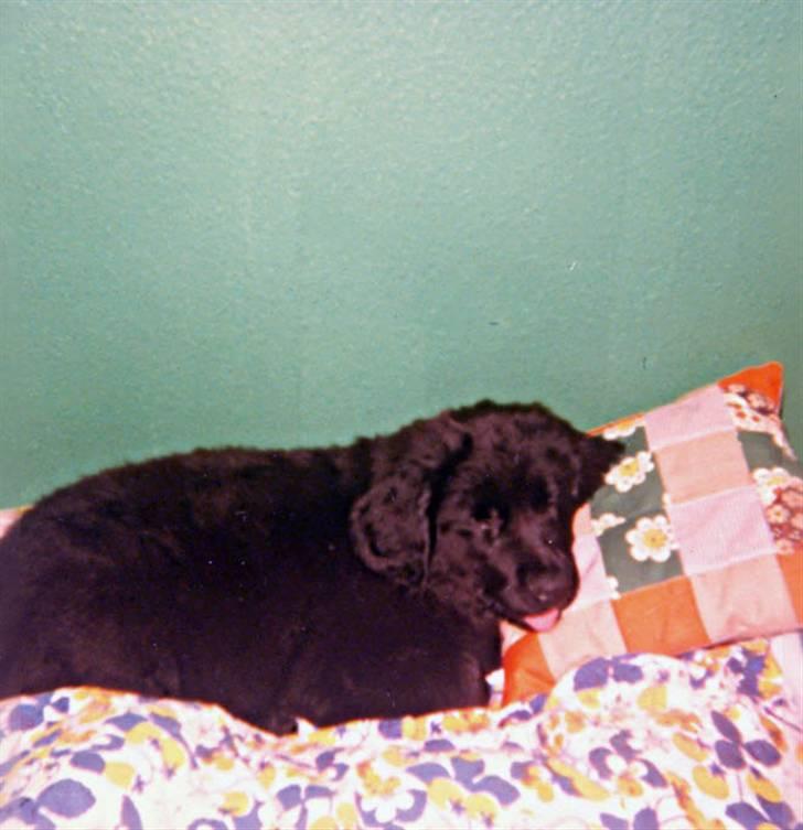 Newfoundlænder Nicki - Nicki vidste ikke bedre end at putte i vores senge... billede 11