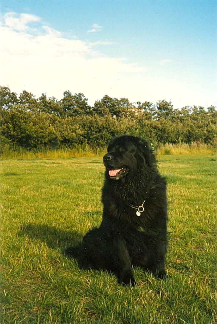 Newfoundlænder Nicki - Nicki 7 år. billede 12