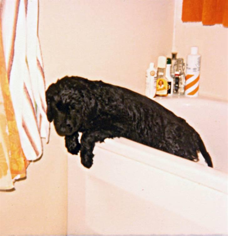 Newfoundlænder Nicki - Irrrrddd jeg vil altså gerne op fra det her badekar.. billede 13