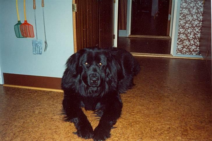 Newfoundlænder Nicki - Nicki 3 år. billede 14