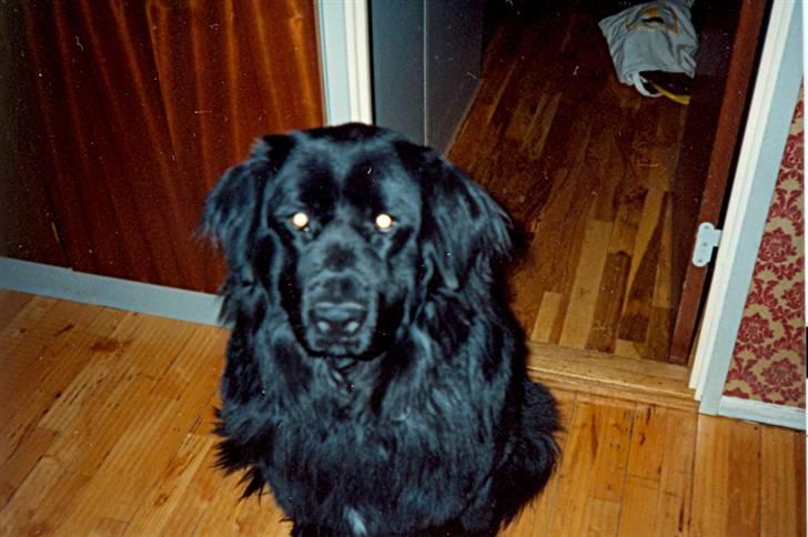 Newfoundlænder Nicki - Nicki 3 år. billede 15