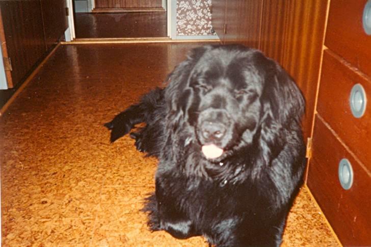Newfoundlænder Nicki - Nicki 3 år. billede 16