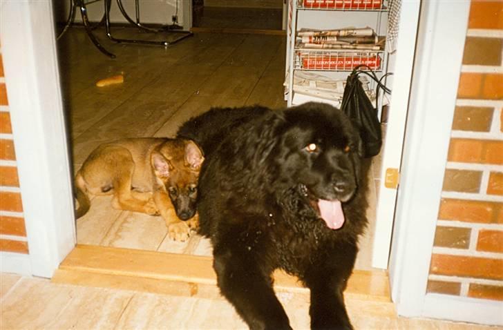 Newfoundlænder Nicki - Nicki 8 år sammen med min søster lille nye schæferhvalp. billede 17