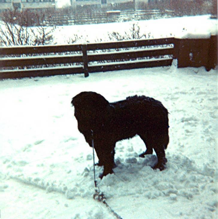 Newfoundlænder Nicki - Åhhh jeg elsker snevejr....:))) billede 18