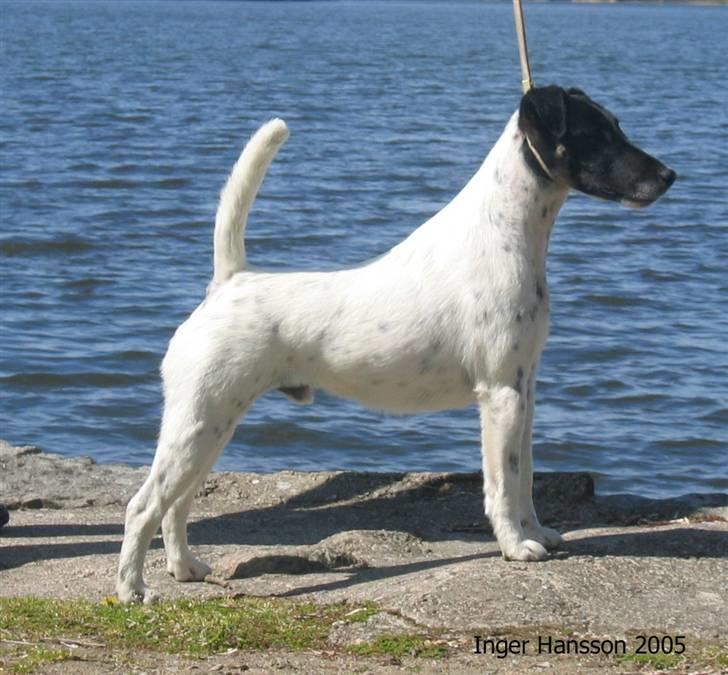 Glathåret foxterrier A - Foxingdane Governor  billede 1