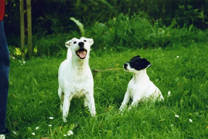 Glathåret foxterrier A - Foxingdane Governor  billede 2