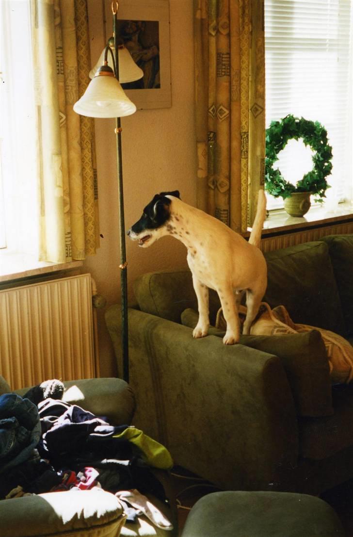 Glathåret foxterrier A - Foxingdane Governor  billede 3