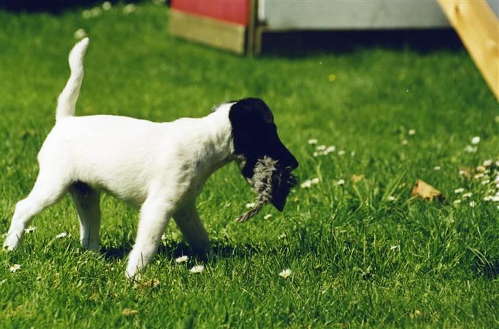 Glathåret foxterrier A - Foxingdane Governor  billede 4